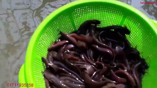 অধিক লাভজনক দেশি শিং মাছ চাষ | More Profitable shingi fish cultivation