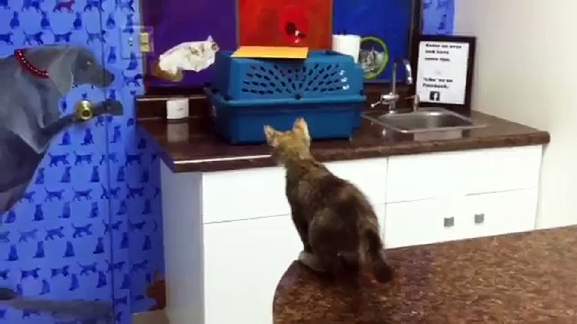 ⁣Funniest Animal Reactions, Bloopers & Moments November 2016 Weekly Compilation | Funny Pet