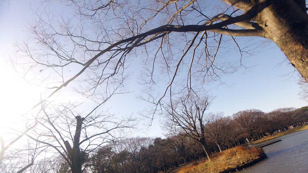 2017 年末の代々木公園