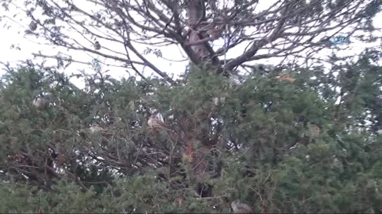Aç Kalan Yüzlerce Serçe Kuşu Taksim'i İstila Etti