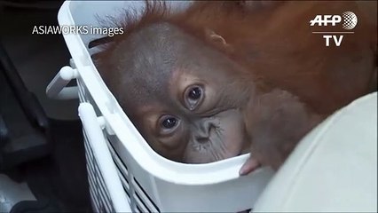 Baby orangutans rescued in Thai police sting[3]