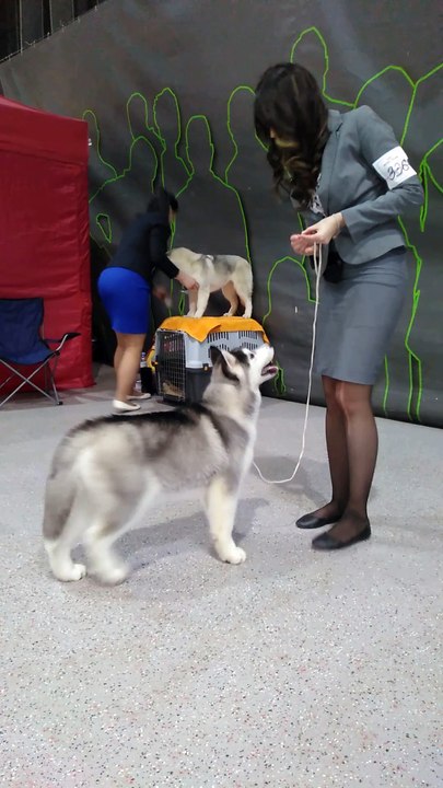 Husky puppy training for the exhibition