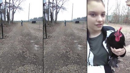 Un coq heureux de retrouver une fille