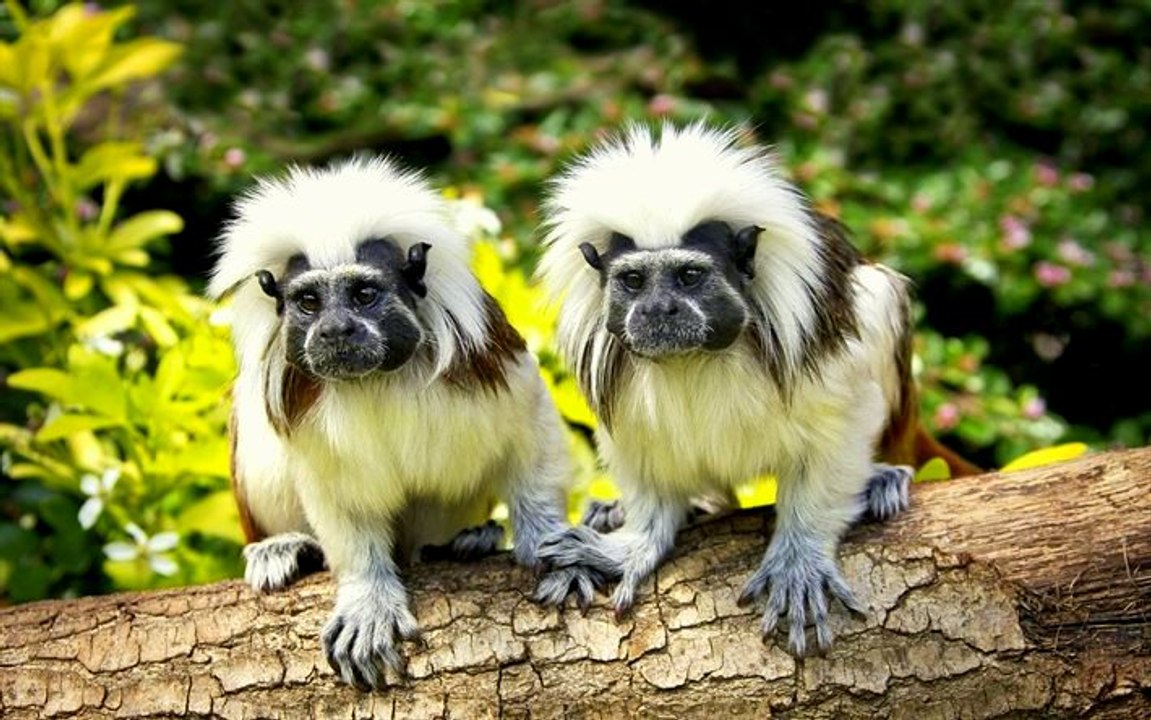 Kỳ lạ loài vật có hình dáng bề ngoài như kỳ lân và giao tiếp bằng thứ ngôn ngữ chuyên biệt