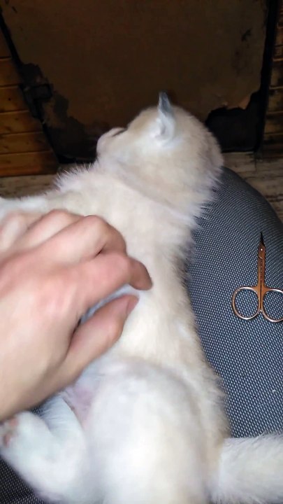 Did a puppy manicure