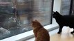 Quand 2 chats attendent impatiemment le passage du laveur de carreaux pour jouer