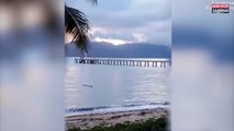 Australie : Un crocodile dévore un mérou échoué sur une plage (vidéo)