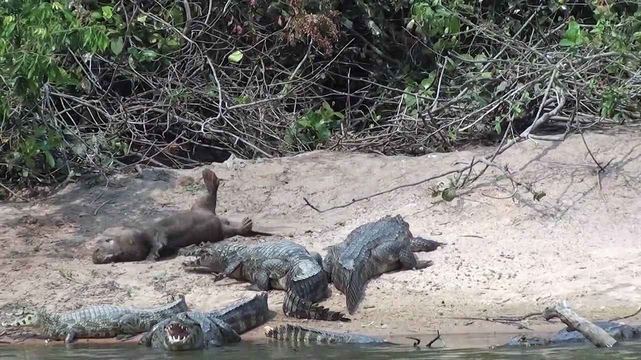 Une loutre géante n'a pas peur des crocodiles et vient les narguer !