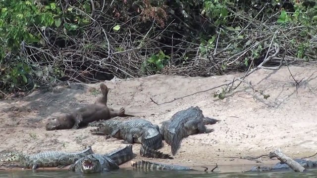 Une loutre géante n'a pas peur des crocodiles et vient les narguer !