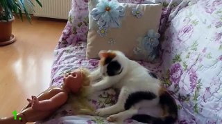 Lustige Katzen Videos zum Totlachen 2016 ( Neu )