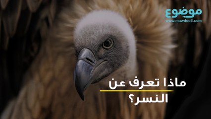 معلومات عن النسر