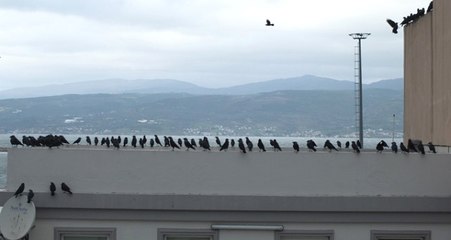 Balıkesir Sahili Kargaların İstilasına Uğradı