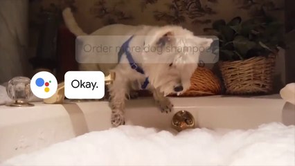 Pet lovers- Introducing Actions for your Google Assistant