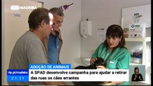 Campanha da SPAD para retirar cães da rua