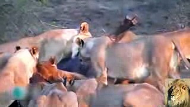►►► Amazing Wild Animal Attacks - Lion-Buffalo- Crocodile- Zebra -HD-Danger Animals