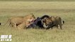 5 Lions Attack 1 Buffalo - Lion vs Buffalo - Most Amazing Wild Animal Attacks