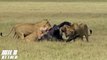 5 Lions Attack 1 Buffalo - Lion vs Buffalo - Most Amazing Wild Animal Attacks