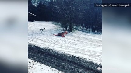 Watch dog's epic tackle as T-Rex sleds down hill