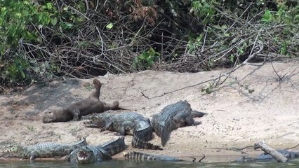 Cette loutre se prend pour un crocodile