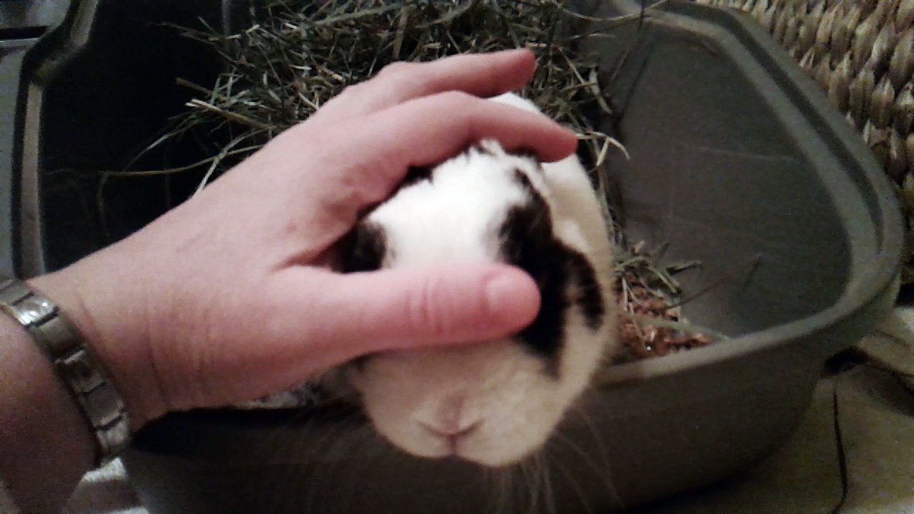 Pinou calin (13-01-18)