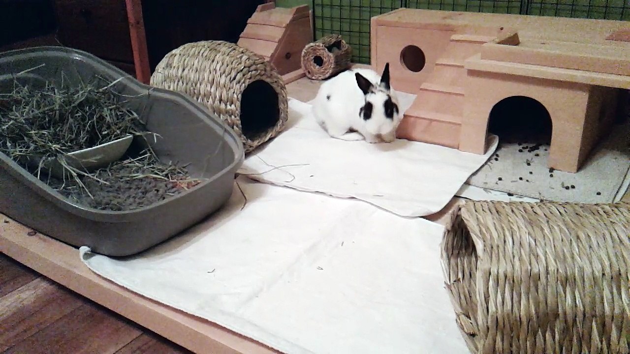 Pinou saut (13-01-18)