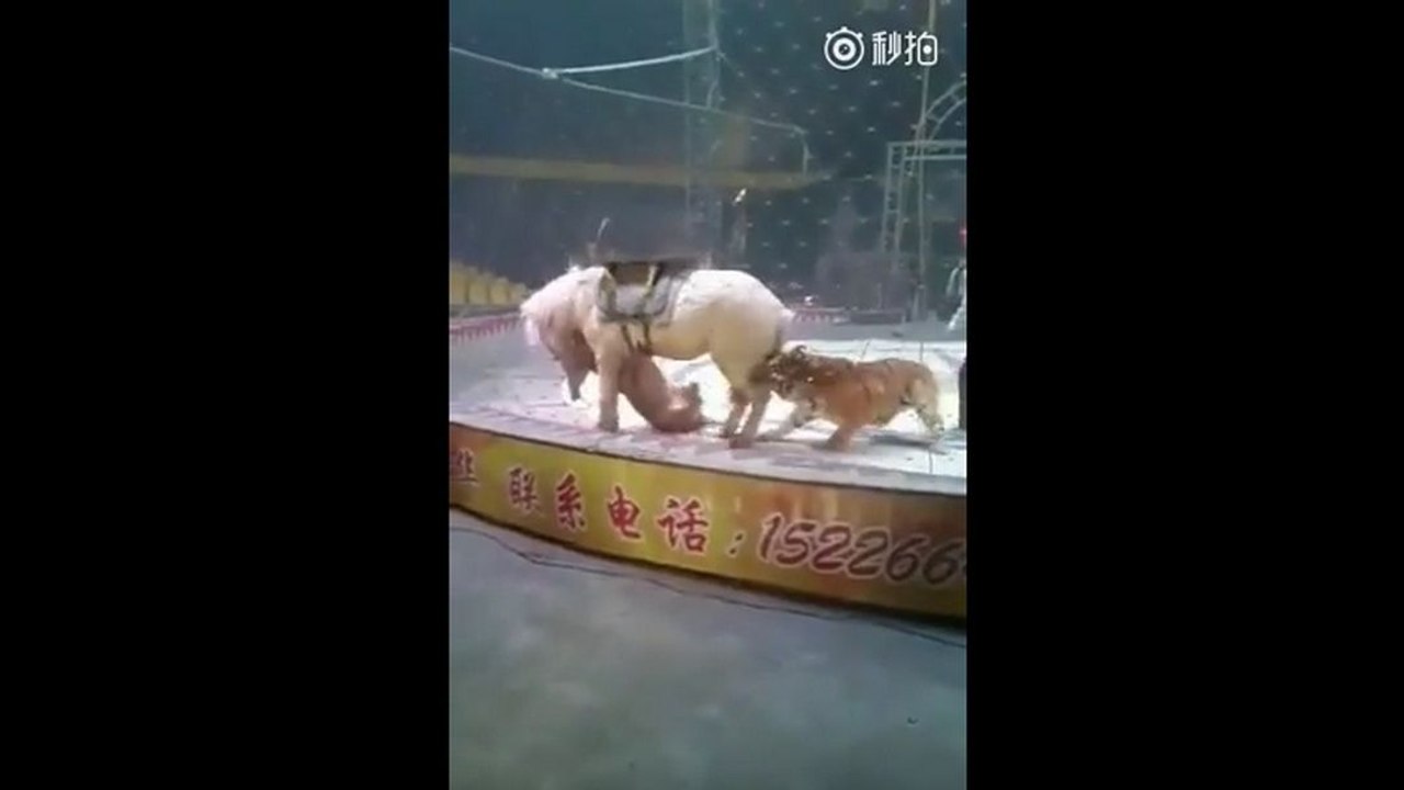 Un tigre et une lionne attaquent un cheval dans un cirque
