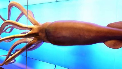 Los 5 Monstruos Marinos Más Grandes del Mundo