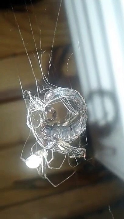 Un scorpion fait face à une araignée géante et se retrouve piégé