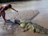 Voici Tyson, le plus gros et plus vieux crocodile du Costa Ricas