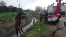 Aydın - Sulama Kanalına Düşer Atı İtfaiye Ekipleri Kurtardı