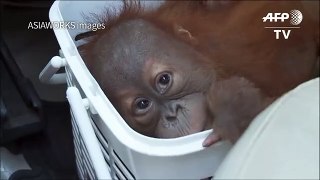 Baby orangutans rescued in Thai polic