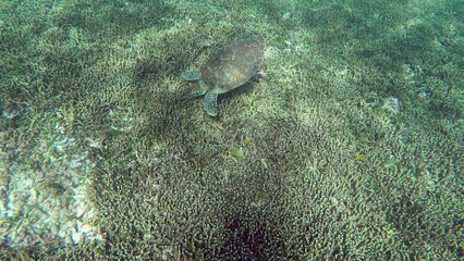 LUAR 040 A TOBAGO CAYS: TARTARUGA CHE BRUCA SUL FONDO