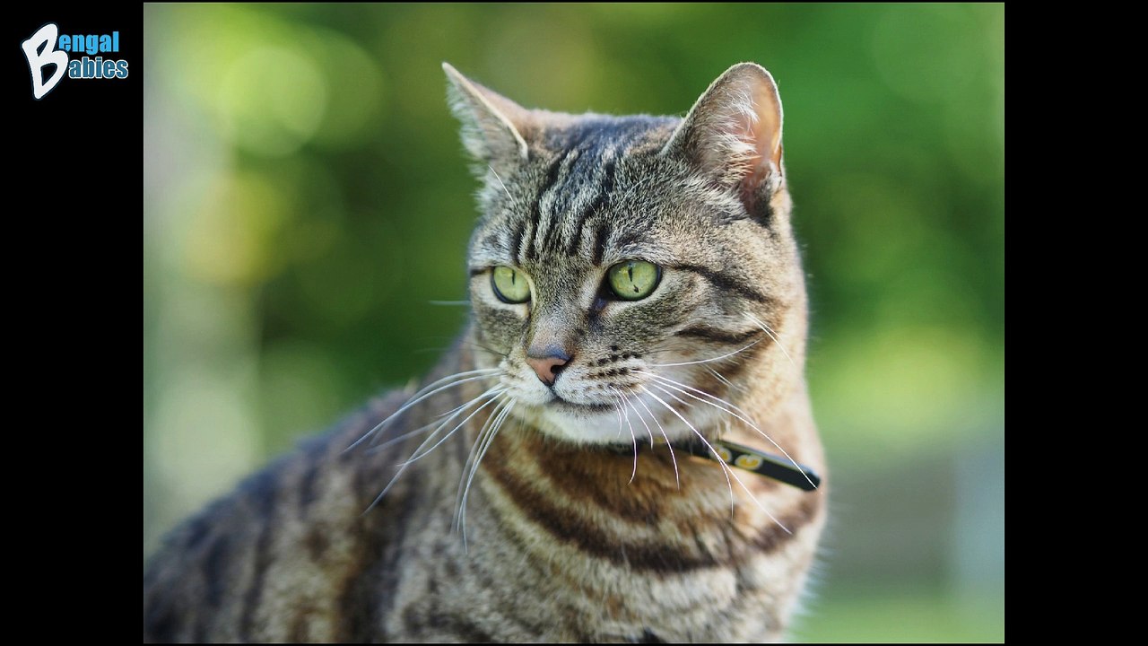 Premier Bengal Cats and Bengal Kittens at Affordable Prices Phoenix AZ