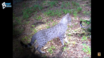 Phoenix AZ Bengal Cattery Near Me Snow Kittens & Cats 4 Sale