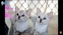 Snow Bengals Cat Cattery & Bengals Cat Breeders near me in Arizona