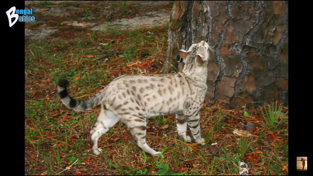 Bengal Cats & Bengal Kittens for Sale by Bengal Cat Breeders Arizona