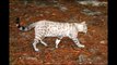 Beautiful Premier Snow Bengal Kittens & Bengal Cats Cattery Phoenix AZ
