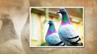 Top most beautiful pigeon birds !