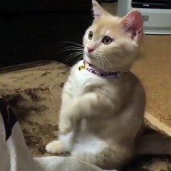 Phòng khám đa khoa Đại Đông - Cute cats #13