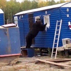 Funny Videos - I can BEARly handle it! Credit- Cute...