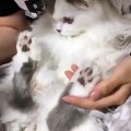 Phòng khám đa khoa Đại Đông - Cute cats #14