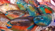 Japon sokak gıdası - dev papağan balıkları sashimi Okinawa deniz ürünleri Japonya