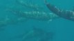 Pod of False Killer Whales Spotted Migrating and Squeaking Near Agnes Water