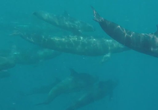 Pod of False Killer Whales Spotted Migrating and Squeaking Near Agnes Water