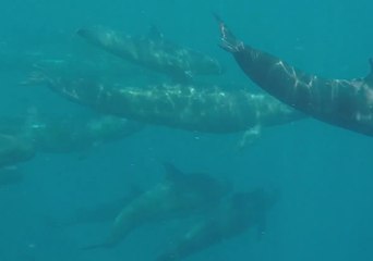 Video herunterladen: Pod of False Killer Whales Spotted Migrating and Squeaking Near Agnes Water