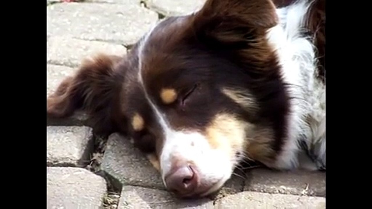 Funny_videos_animals[1]