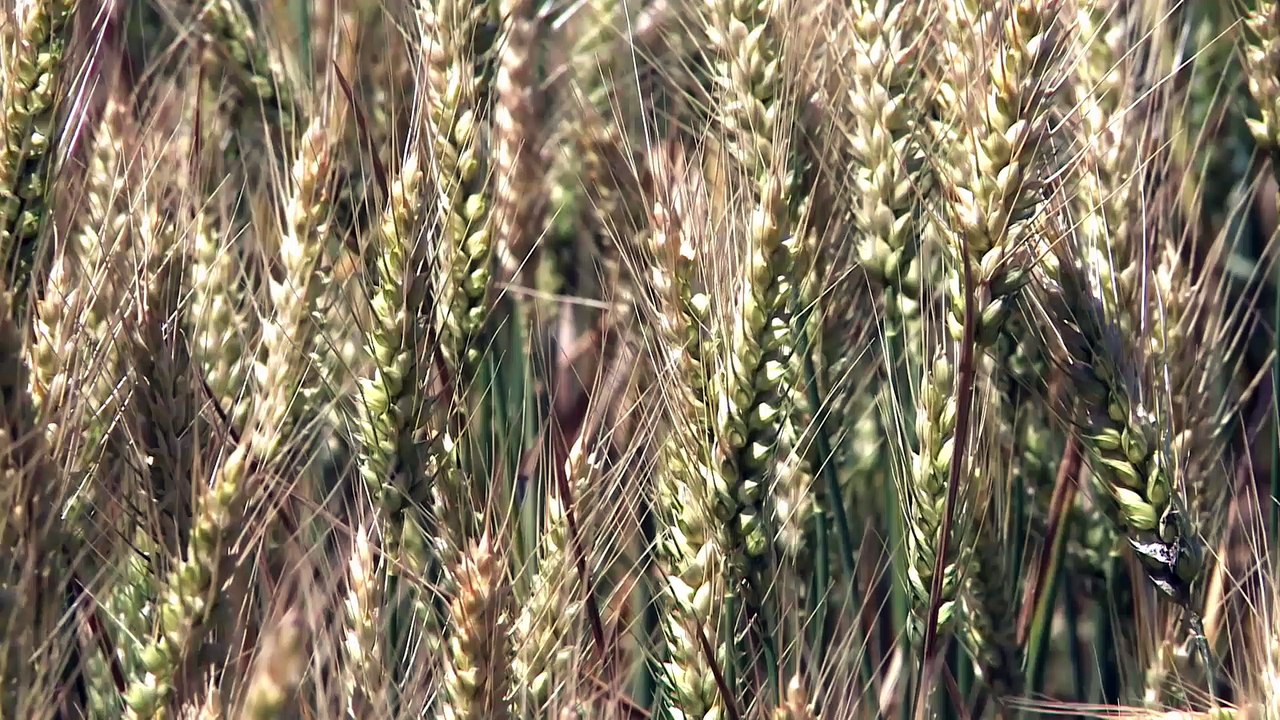 C'est de saison : Dindes fermières, un élevage avec les céréales de la ferme !