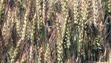 C'est de saison : Dindes fermières, un élevage avec les céréales de la ferme !