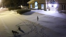 Un renard et une chouette dans une rue enneigée