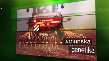 Kako da vam pšenica svakoga dana rodi 100 kilograma po hektaru